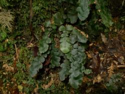 Blechnum nigrum. Dark green sterile fronds with enlarged terminal pinna, and a pair of expanded basal pinnae.
 Image: L.R. Perrie © Leon Perrie CC BY-NC 3.0 NZ